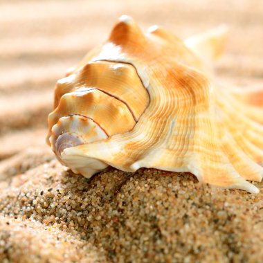 Kumsalda deniz kabuğu