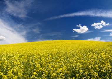 Letonya alan sarı kolza tohumu