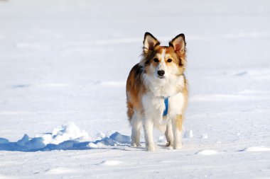 sevimli genç köpek üstünde kar