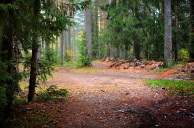 Karanlık çam ormanı sahnesi