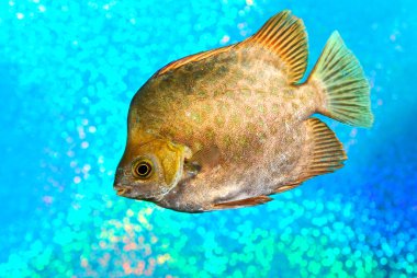deniz balıkları scatophagus argus atromaculatus