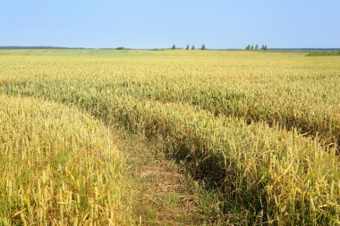 tarım manzara. buğday alan sahne