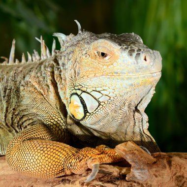 iguana terrarium içinde oturan
