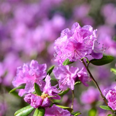 Baharda pembe çiçekler