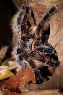 Tarantula
