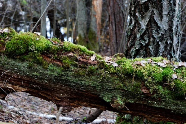 Ormanda bir ağaç kütüğü — Stok fotoğraf