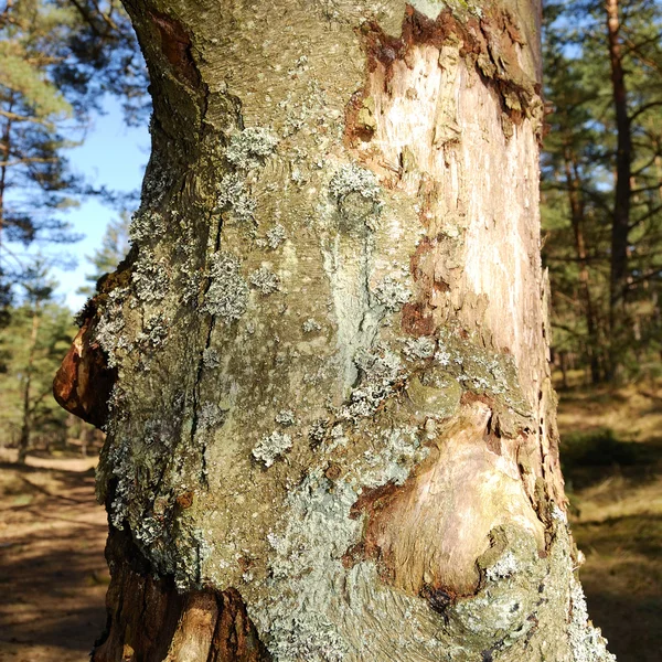 Ormandaki ağaç — Stok fotoğraf
