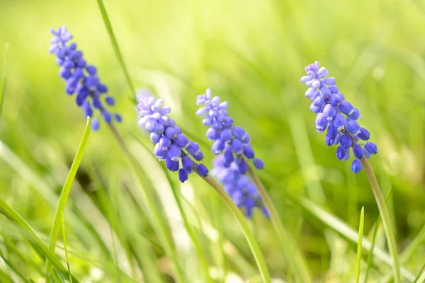 Синие цветы крупным планом весной — стоковое фото