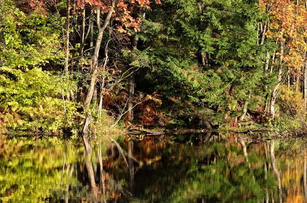 Cena de reflexão de rio e floresta no outono — Fotografia de Stock