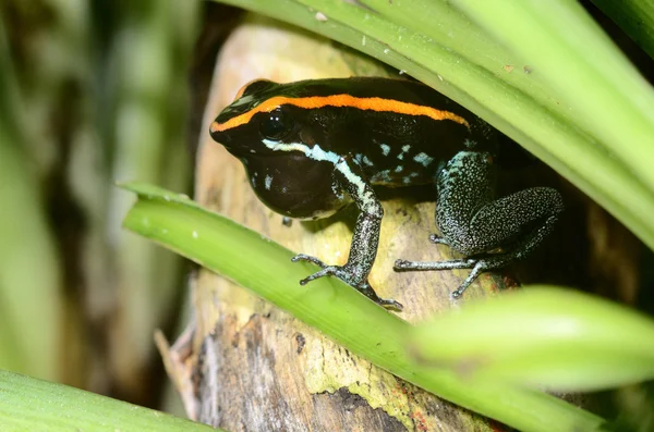 Kleurrijke kikkers in terrarium — Stockfoto