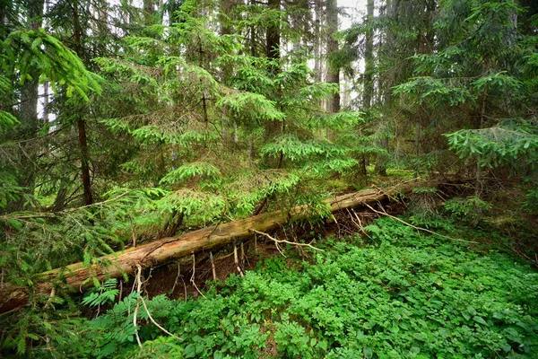 Mörk tallskog scen — Stockfoto