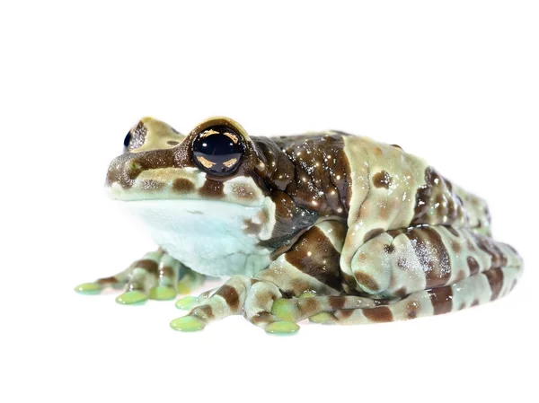 Złoty eyed tree frog lub amazon mleka żaba trachycephalus resinifictrix na białym tle — Zdjęcie stockowe