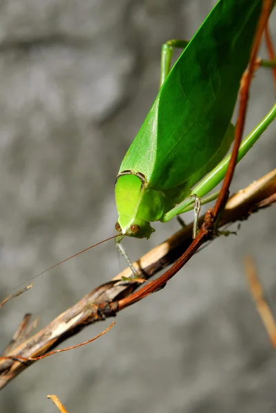 Exótico saltamontes verde — Foto de Stock