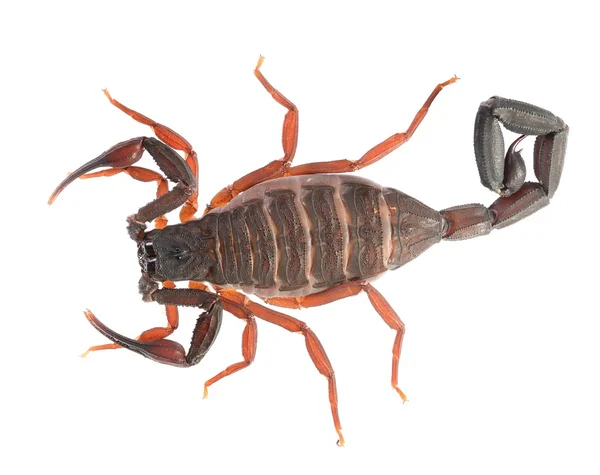 Scorpion Centruroides gracilis изолирован на белом — стоковое фото