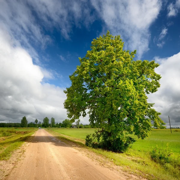 Зеленое поле и дорога против бурного неба — стоковое фото