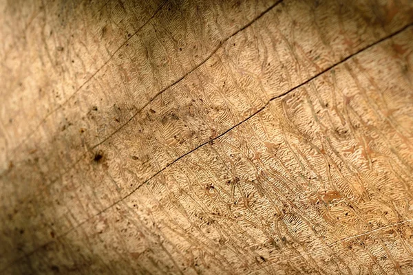 Trä kork. trädet bark textur — Stockfoto