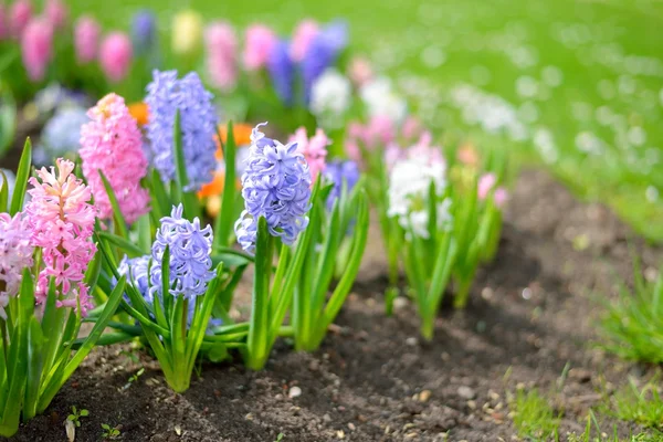 Hyacintové květiny zblízka na zahradě — Stock fotografie
