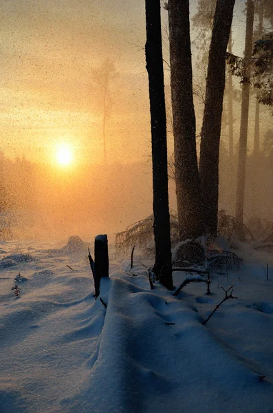 Falling snow in winter forest at the sunset — Stock Photo, Image