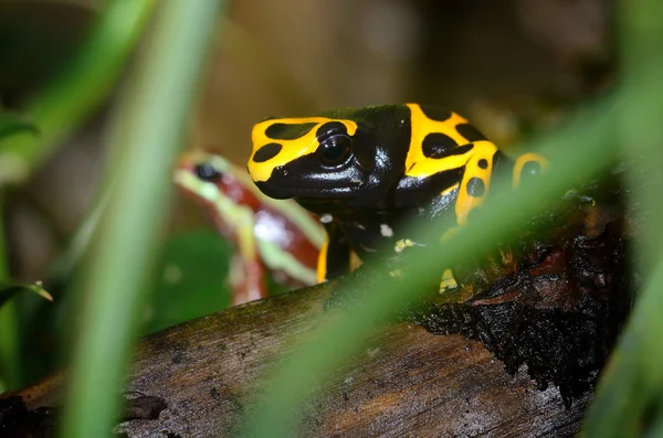 Kleurrijke kikkers in terrarium — Stockfoto