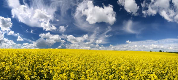 Желтое рапсовое поле Латвии — стоковое фото