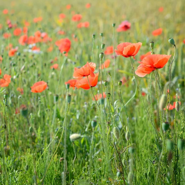 A poppy field close-up — Stock Photo, Image