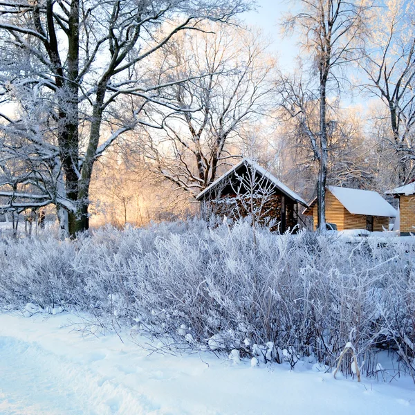 Gelo sull'albero all'alba — Foto Stock