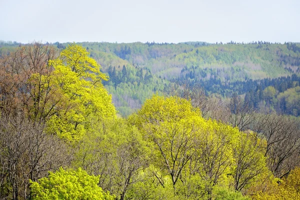 Powierzchniową widok na dolinę rzeki gauja wiosną w sigulda, Łotwa — Zdjęcie stockowe