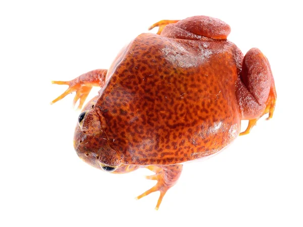 La falsa rana de tomate Dyscophus quineti aislada en blanco —  Fotos de Stock