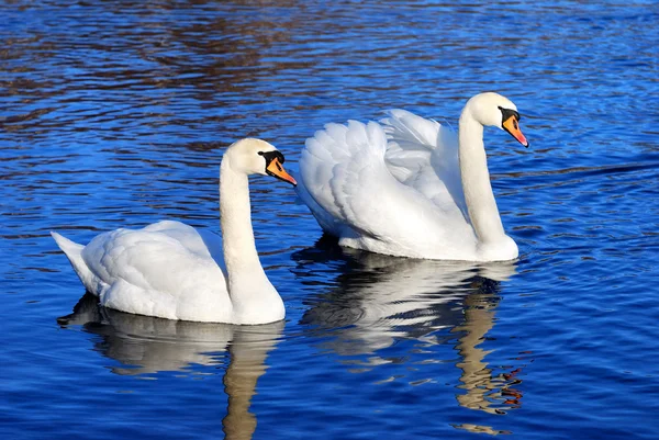 Un paio di cigni nell'acqua blu del lago — Foto Stock