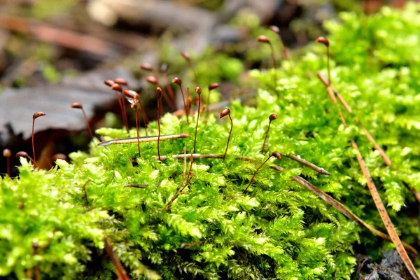 Groene mos close-up in het forest — Stockfoto