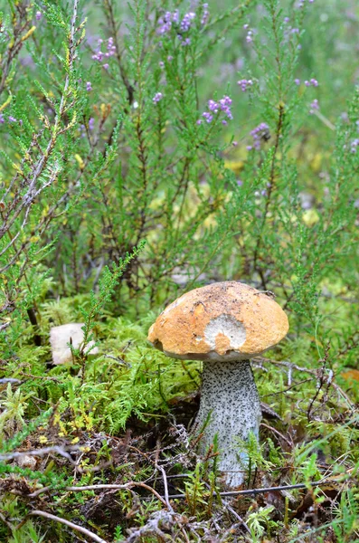 Pilz im Wald — Stockfoto