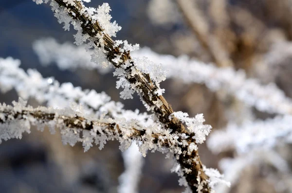 Казан-мороз на рослинах взимку — стокове фото