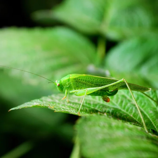 Gafanhoto verde na folha — Fotografia de Stock