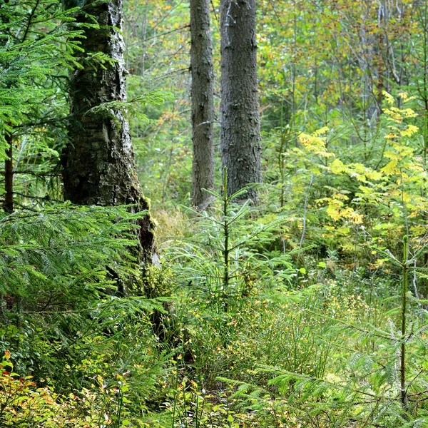 濃い松の森の風景 — ストック写真