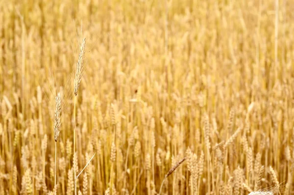 Wheat field close-up — Stock Photo, Image