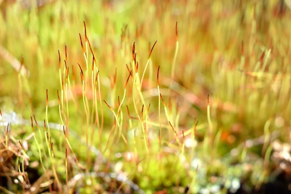 Close-up of a colorful moss with spores — Stock Photo, Image