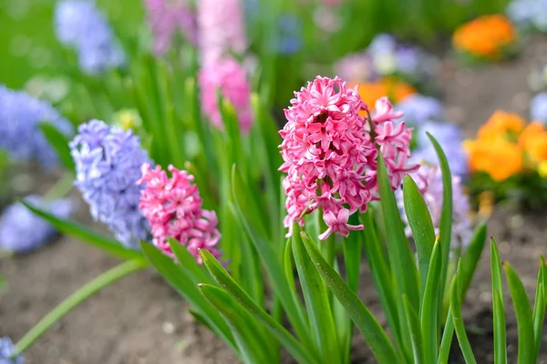 Flores de jacinto primer plano en el jardín —  Fotos de Stock