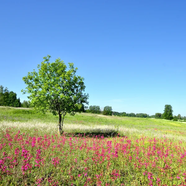 Klasické venkovské krajiny. Květinové pole proti modré obloze — Stock fotografie