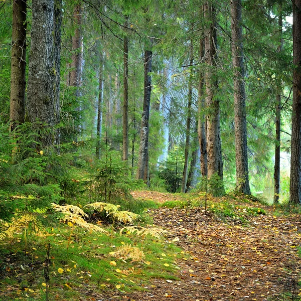 Bosque de pino oscuro escena — Foto de Stock
