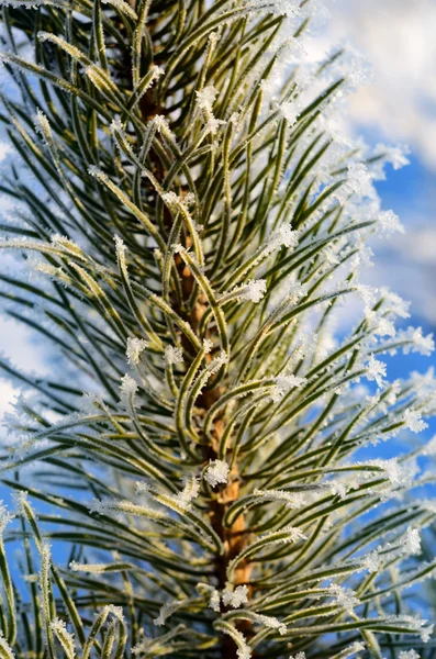 Çam ağacı hoar-frost ile kaplı — Stok fotoğraf