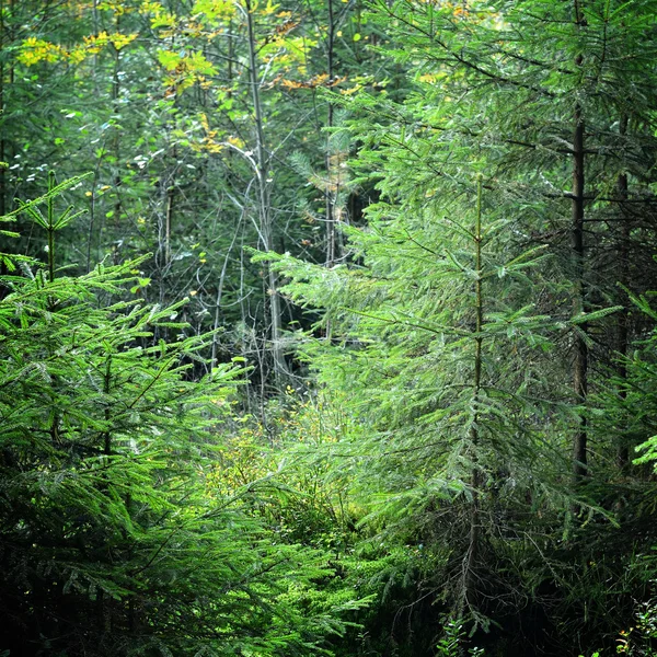 Темний сосновий ліс сцена — стокове фото