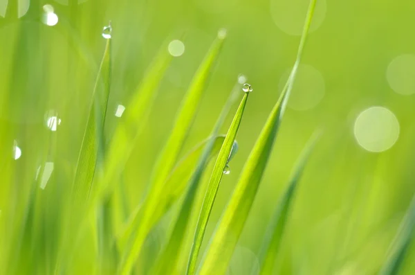 Fresh green grass with water drops close-up — Stock Photo, Image