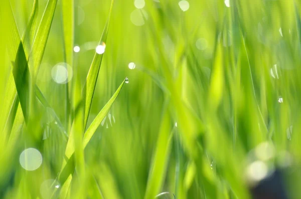 Frisches grünes Gras mit Wassertropfen aus nächster Nähe — Stockfoto