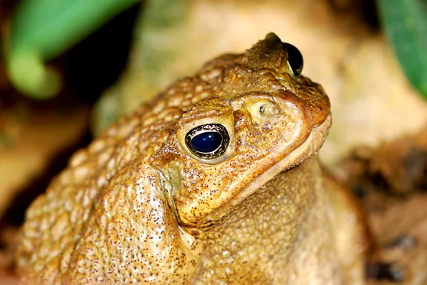 Large tropical toad close-up — Stock Photo, Image