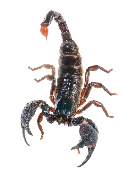 Escorpião Pandinus imperator isolado em branco. Sem sombra. — Fotografia de Stock