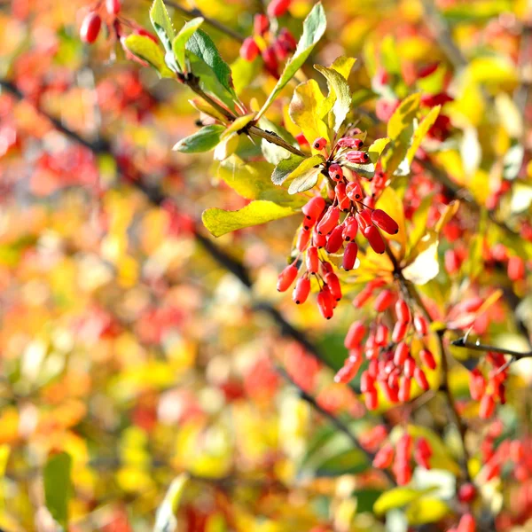 Primer plano de Barberry en otoño — Foto de Stock