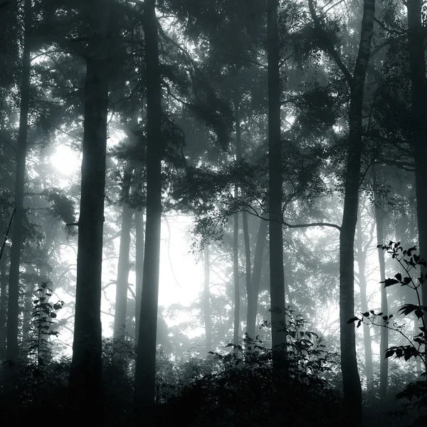 A mystical forest with fog and shining behind trees — Stock Photo, Image