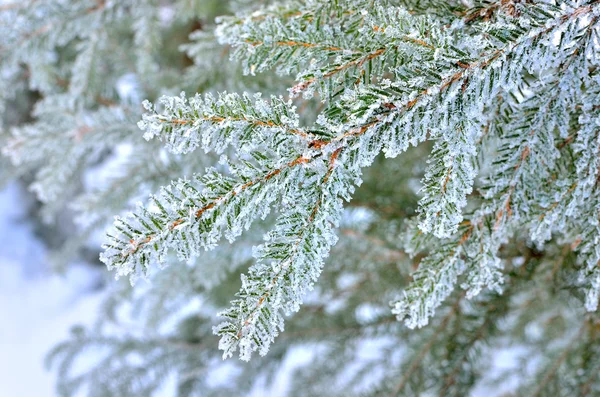 Tall täckt med frost närbild — Stockfoto