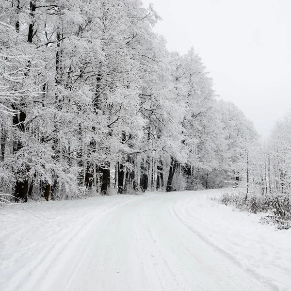 Route et givre sur les arbres en hiver — Photo