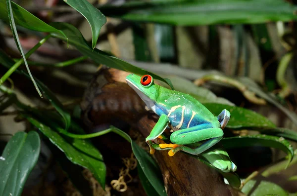 Red-eye frog Agalychnis callidryas in terrarium — Stock Photo, Image